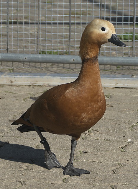 原主帅泰勒